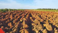 Solo no campo
