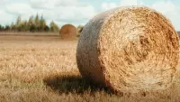 fardo de feno formado, largado no chão do campo